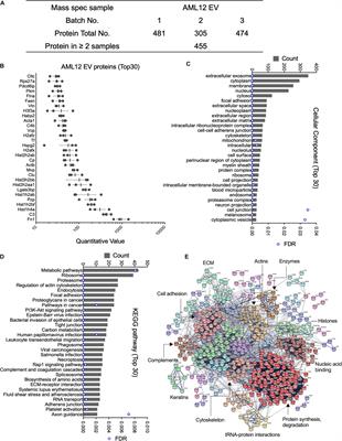 Structural and Functional Characterization of Fibronectin in Extracellular Vesicles From Hepatocytes